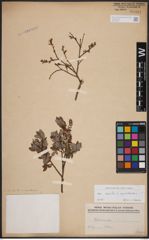 Foto von Salix aurita L. x Salix myrtilloides L.